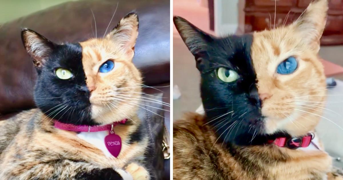 Due To A Genetic Condition, This Cat's Face Is Split Into Two Different ...