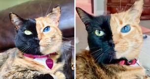 Due To A Genetic Condition, This Cat's Face Is Split Into Two Different Colors