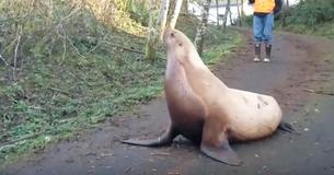 Pregnant 600-Pound Sea Lion Gets Lost, Ends Up In Middle Of The Woods