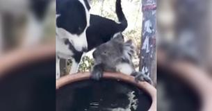 Dog And Koala Share Drink After Meeting At Water Bowl