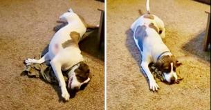 Un propriétaire déployé envoie un t-shirt avec son odeur à son domicile depuis l'étranger et la réaction de son chien est tout simplement adorable