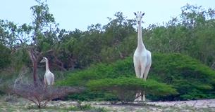 Kenias einzige weibliche weiße Giraffe und ihr Kalb wurden durch bewaffnete Wilderer im Tierschutzgebiet getötet