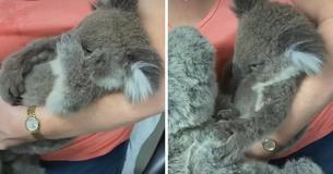 Baby Koala Finds Solace With Stuffed Animal After Being Orphaned