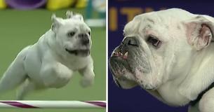Rudy de mollige buldog steelt harten op de Dog Show met zijn behendigheidsprestatie.