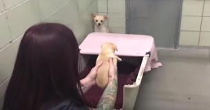 Verlaten moederhond geloofde dat ze haar puppy's niet meer zou zien tot asielmedewerker ze tevoorschijn haalt
