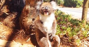 Koala wordt uit boom gejaagd en wordt boos