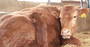 Un chien retrouve la vache qui l'a élevé quand il était petit