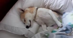Inteligente perrita se hace la muerta para no tener que despertarse e ir al veterinario con su dueña