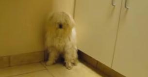 Animal Rescuer Shows Kindness To Frightened Shelter Dog That Was To Be Put To Sleep And Calms Her Down