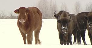 Cow From Poland Left Home To Join A Herd Of Wild Bison