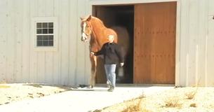 Belgian Gelding Horse Considered Tallest On The Planet By Guinness