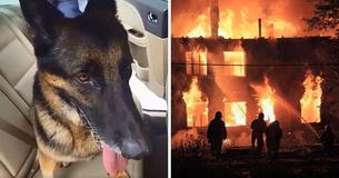 Un chien policier à la retraite montre qu'il est toujours un héros en sauvant des enfants piégés dans une maison en feu