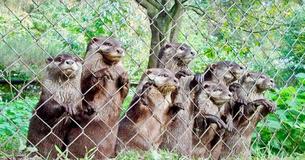 Un groupe de loutres attend avec impatience à la clôture pour voir leur gardien de zoo préféré
