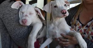 Un petit chien aide sa sœur sourde et aveugle à s'orienter dans la vie quotidienne