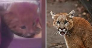 Una mujer en Argentina cuida de un gatito abandonado durante meses solo para descubrir que es un puma salvaje