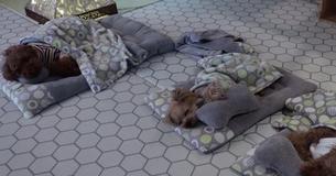 Foto van slapende puppy's in hondenopvang zijn hit op internet