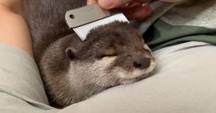 Energetic Otters Repeatedly Doze Off During A Combing Session With Their Owner