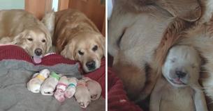 Golden Retriever-ouders waken met trots over hun pasgeboren puppy's