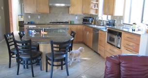 Sleuth Dog Steals Food Like An Investigative Agent