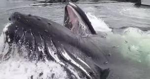 Man Films Humpback Whale Looking For Food