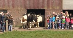 Cows Are Excited To See The Sky For The First Time After 6 Months Inside Barn For Winter