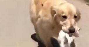 Golden Retriever Carries Stray Kitten Home In Its Mouth