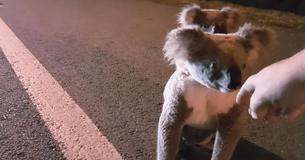 Man Offers Helping Hand To Mother And Child Koala In Danger On The Highway