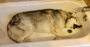 Zeus de husky vertelt baasje dat hij in bad wil, wordt nukkig en weigert op schattige manier om uit de badkuip te komen