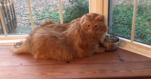 Woman Who Lost 127 Pounds Adopts An Overweight Cat And Gives Him A New Chance At Life