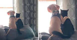 Adorable Pooch and Cat Snuggle Up As They Watch Garden Through The Window