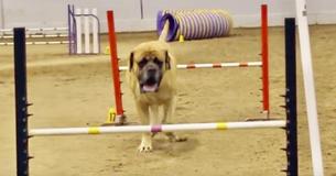 English Mastiff Does Agility Course In Record Slow Time