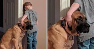 Hond houdt zijn partner-in-crime gezelschap nadat moeder hem straf geeft