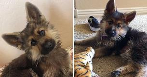 German Shepherd With Pituitary Dwarfism Won't Grow Larger Than A Puppy
