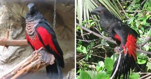 Dracula's Parrots Are Black Gothic Birds From New Guinea