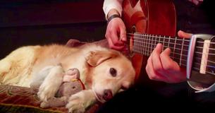 Man Performs Skillful Fingerstyle Guitar Cover Of Green Day And His Dog Loves It