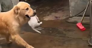 Ein Golden Retriever adoptiert ein streunendes Kätzchen und trägt es herum
