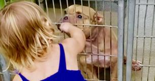 2-Year-Old Girl Makes Friends With Sick Pit Bull At Dog Shelter