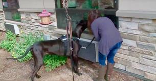 Therapy Dog Visits The Windows Of Texas Senior Center To Cheer Up Residents Amid COVID-19 Outbreak