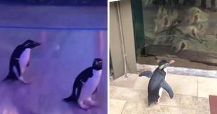 Les pingouins sont autorisés à se promener dans l'aquarium après sa fermeture au public