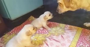 Des chiots se battent et l'intervention de leur maman est juste adorable
