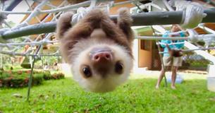 Au Costa Rica, des bébés paresseux ont partagé une adorable conversation tout en grimpant aux arbres