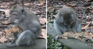Un singe s'occupe de son chaton comme si c'était son bébé