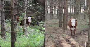 Une famille de cerfs adopte un veau dans la forêt après son échappement de l'abattoir