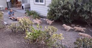 Un homme est adorablement "attaqué" par plusieurs chiots Golden Retriever