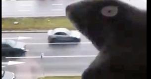 Cet homme a trouvé une façon originale de se divertir en quarantaine