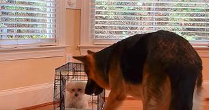 Une mère filme un chiot maltais qui se fait aider à s'échapper d'un chenil