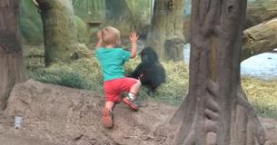 Un petit garçon se promène avec un bébé gorille au zoo et ils commencent à jouer à un jeu adorable