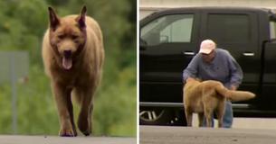 Un cane di 13 anni cammina per 6 chilometri attraverso la città ogni giorno per salutare i residenti