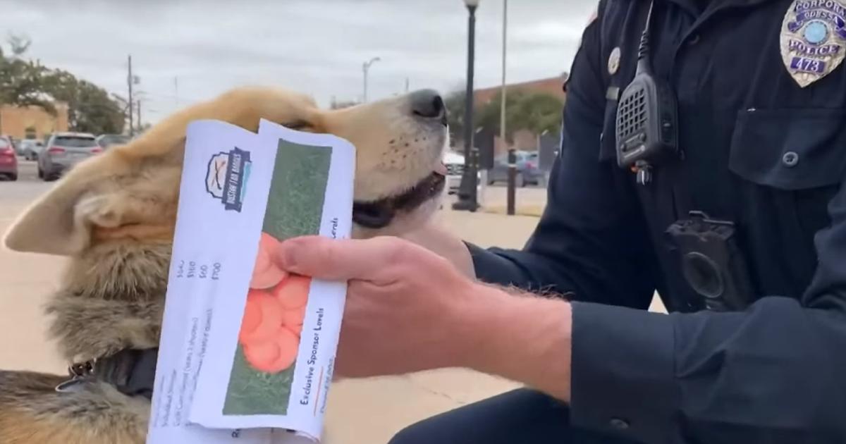 Lost Dog Trots Into Police Station To Report Himself Missing