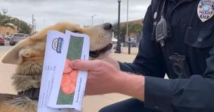 Lost Dog Trots Into Police Station To Report Himself Missing